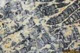 Columnar Stromatolite (Asperia) From Australia - Proterozoic #76195-1